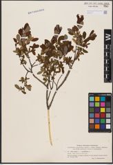Foto von Salix aurita L. x Salix myrtilloides L.